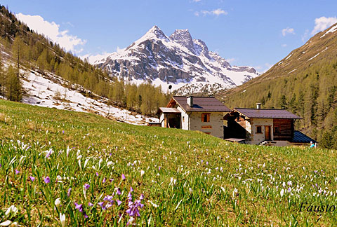 Primavera in val Viola [ph.Fausto COMPAGNONI - thanks!]